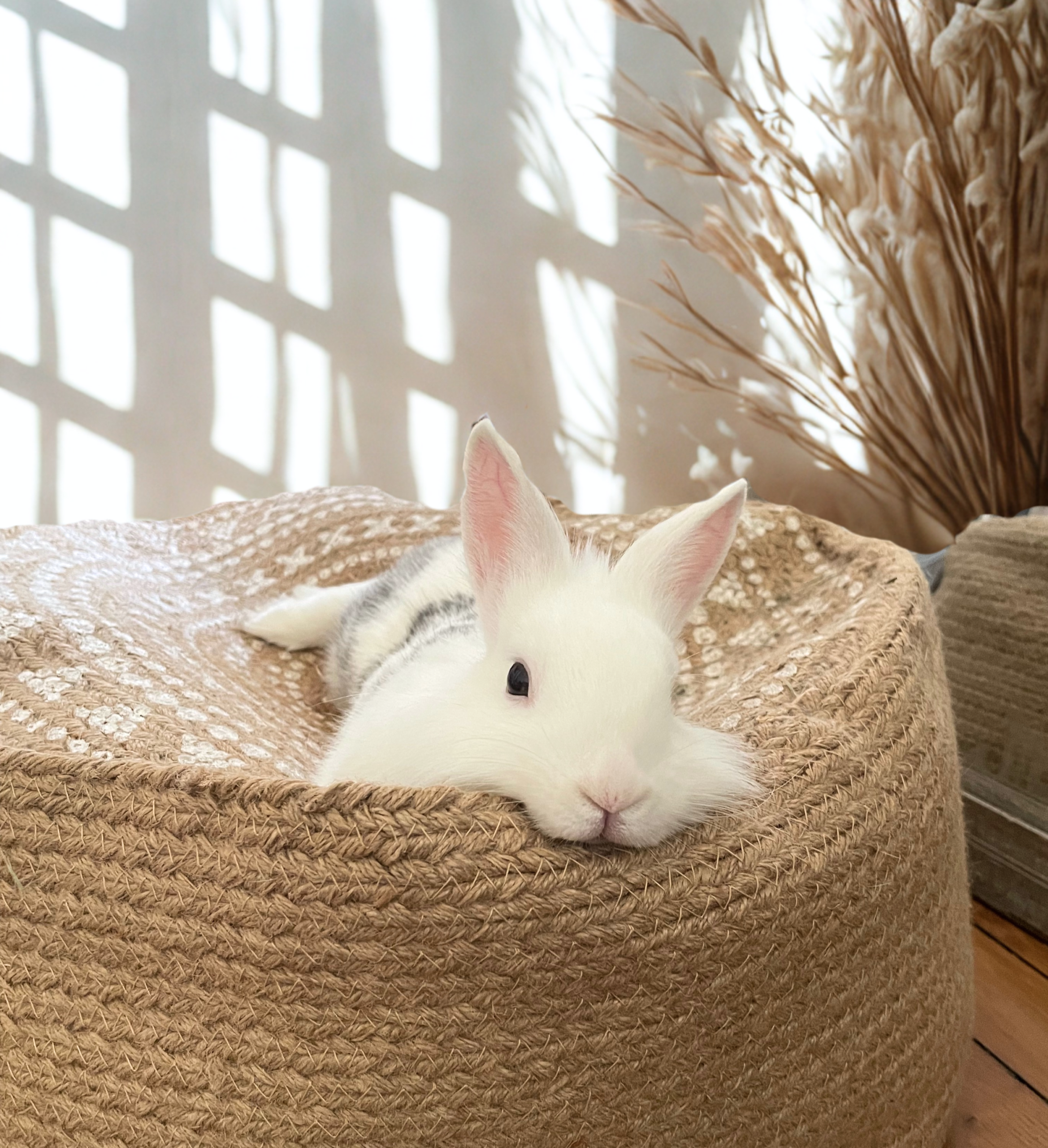 Stormi, lapin de compagnie de tête aplatie sur un pouf