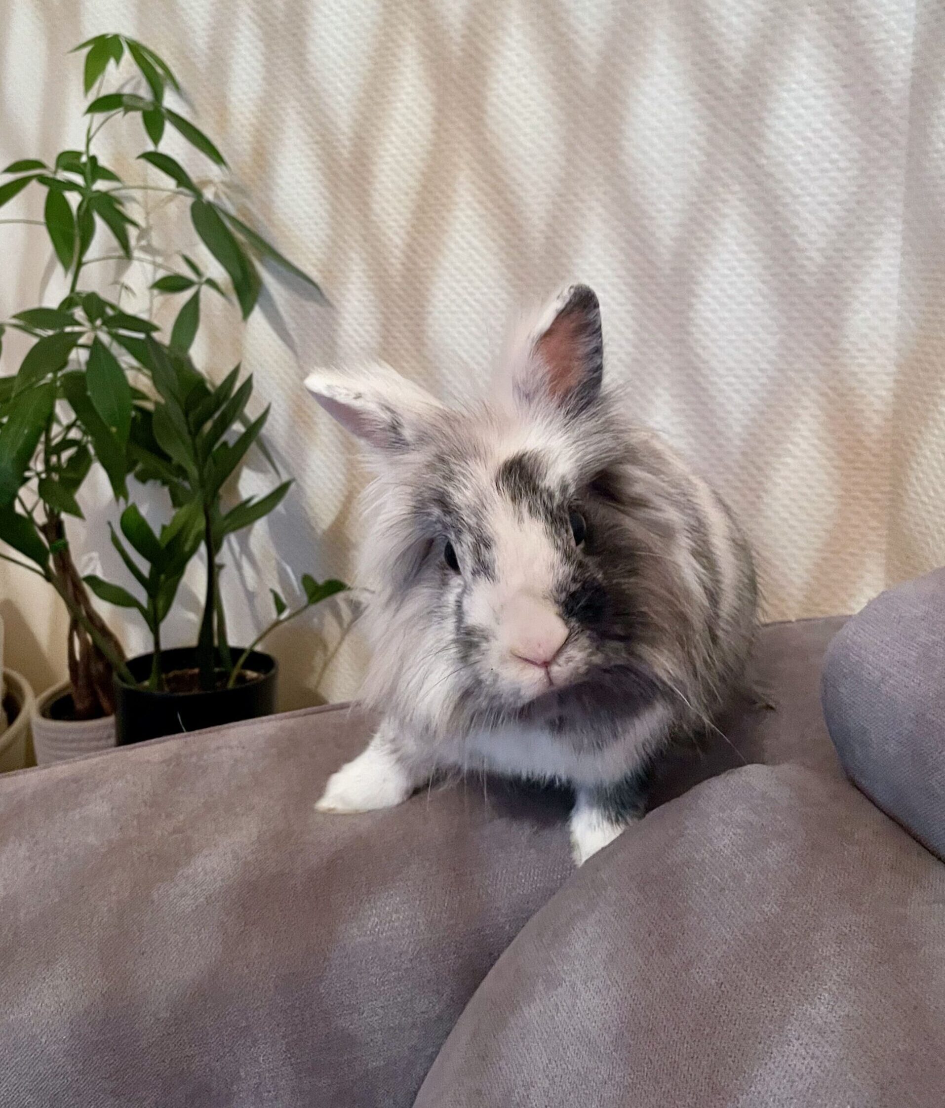 Bugsy, lapin angora sur le canapé familial